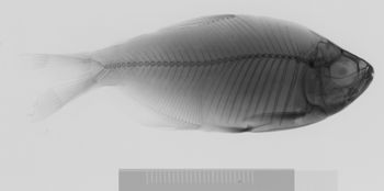 Media type: image;   Ichthyology 30948 Aspect: lateral